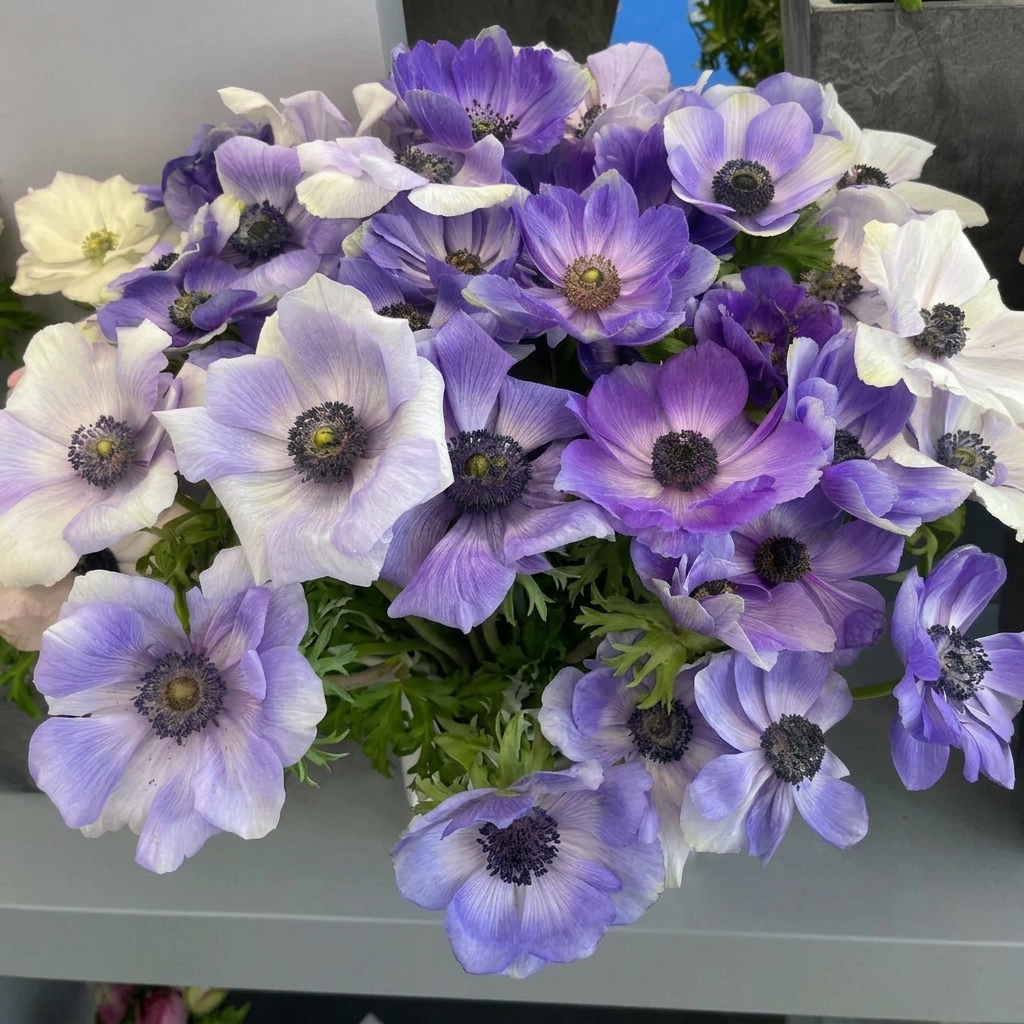Anemones