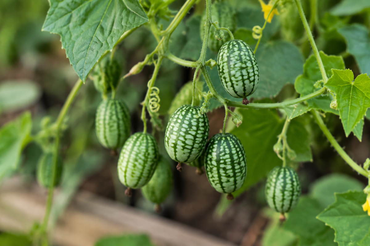 Mouse Melon
