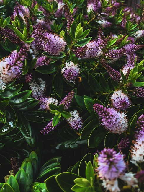 Hebe 'All Blooms' - A Colourful Evergreen That Keeps on Flowering