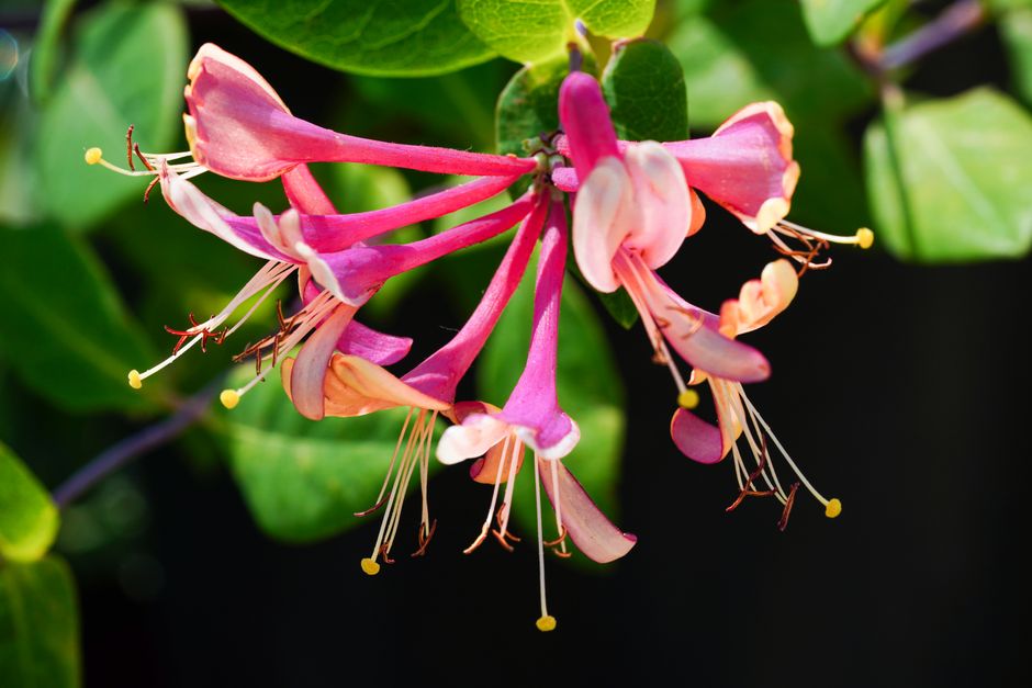 Honeysuckle: A Complete Guide to Planting, Growing, Pruning and Beautiful Blooms