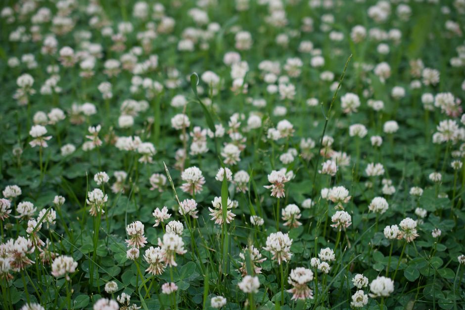 Sow Green Manure Seeds in Autumn to Transform Your Soil Before Spring