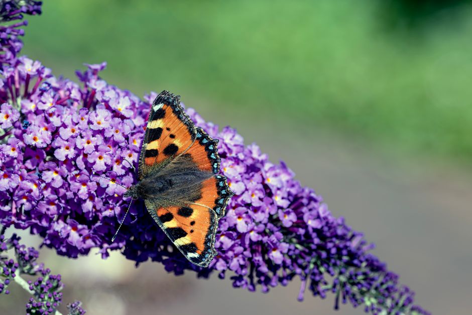 Lavender vs Buddleia: Which One Brings More Butterflies to Your Garden?