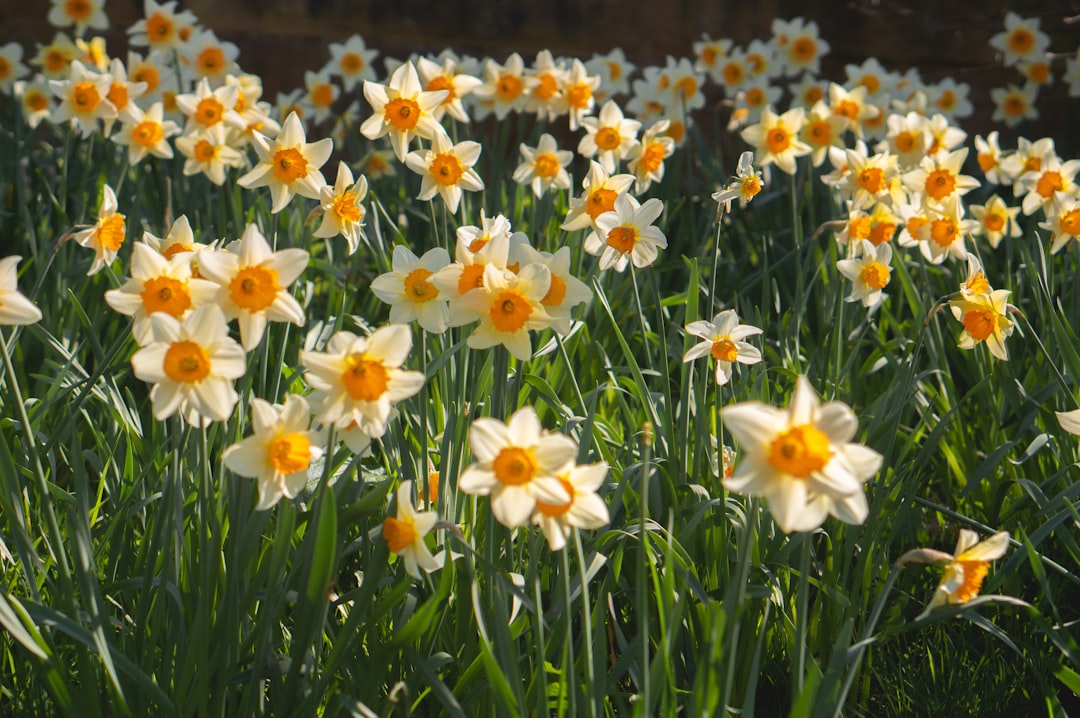 Daffodils Through the Season: A Beginner's Complete Guide