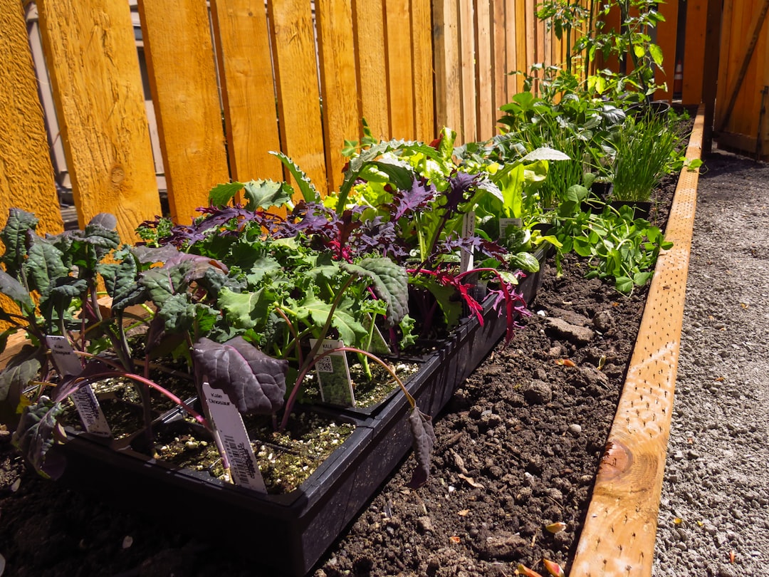 The Cool-Season Vegetable Playbook: Fennel, Chicory, Radicchio, Winter Radish, Parsley and Carrots