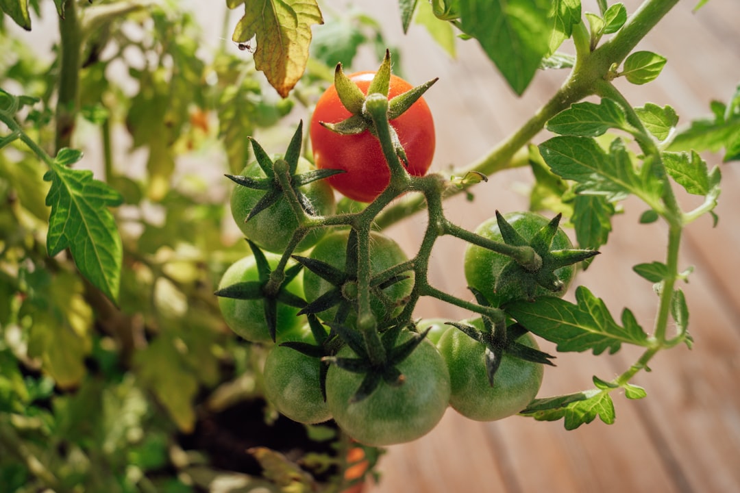 Everything That Goes Wrong When Growing Tomatoes Outdoors and How to Fix It