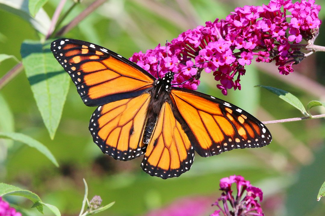 Is the Butterfly Bush Still Worth Planting in a Modern British Garden?