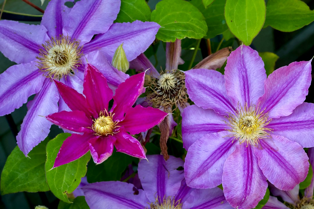 Clematis: A Complete Guide to Planting, Growing, Pruning and Beautiful Blooms