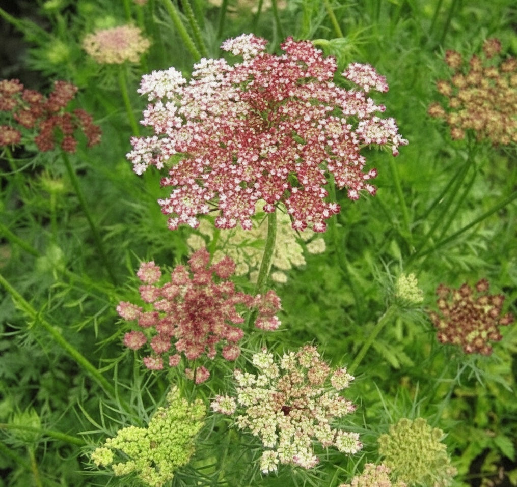 Red Ornamental Carrot