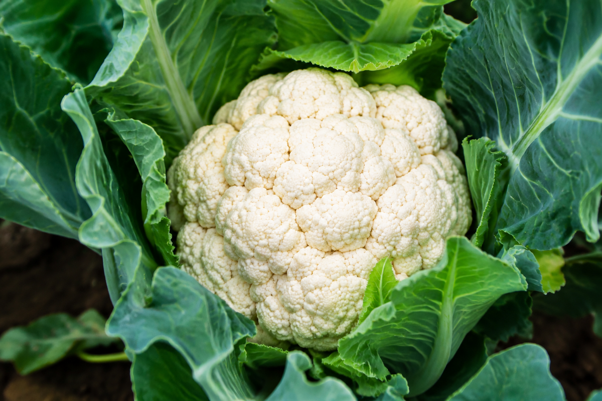 Cauliflower