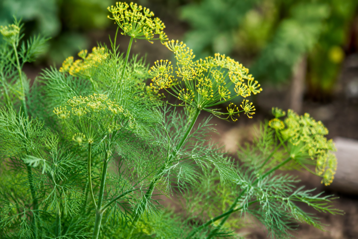 Dill