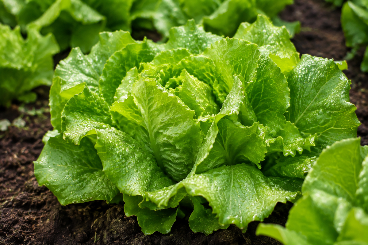 Lettuce