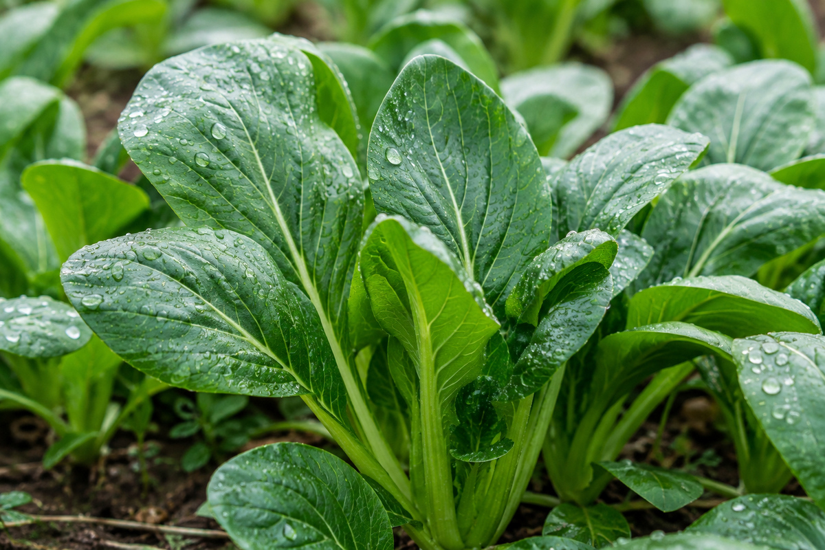 Japanese Mustard Spinach - Komatsuna