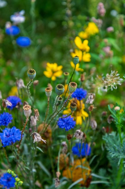Buy Flower Seeds That Deliver Colour From Spring to First Frost