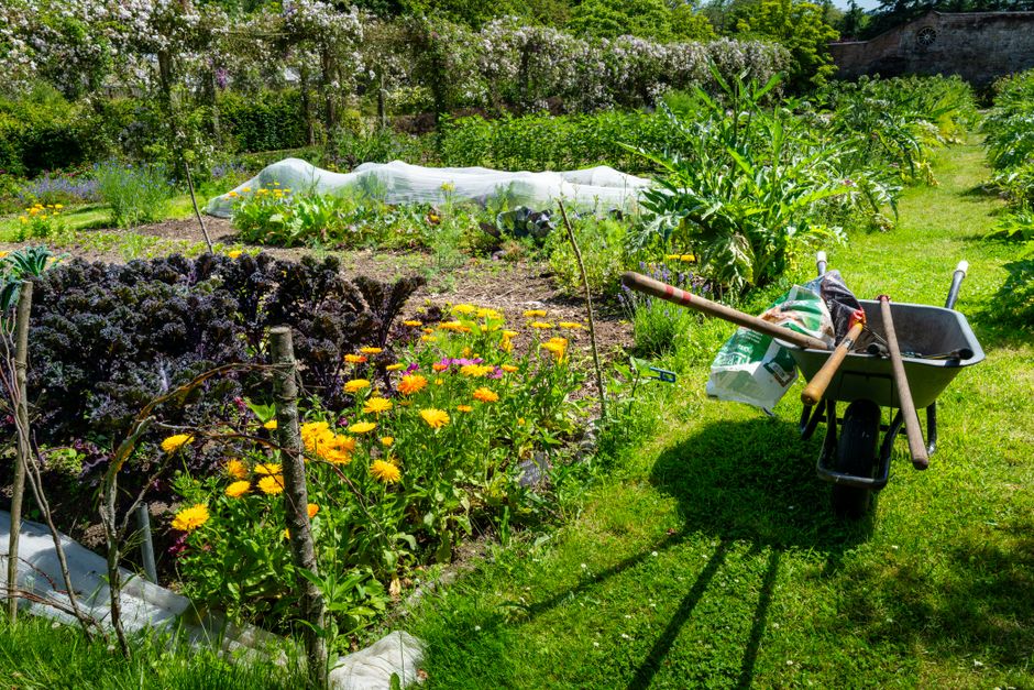 Companion Planting in a Vegetable Garden Reduces Pests Without a Single Chemical