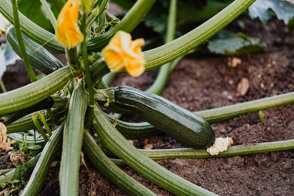 Grow Courgettes (Zucchini) from Seed and Harvest Armfuls All Summer Long