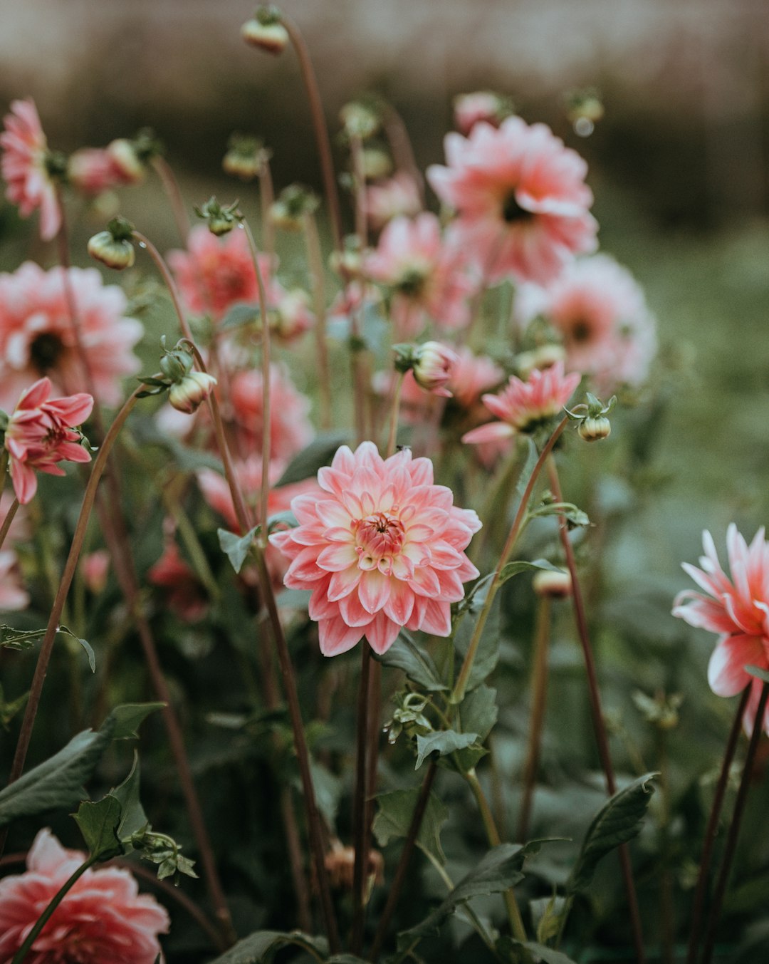 Which Summer Flowering Bulbs Give the Longest Display in Your Garden?