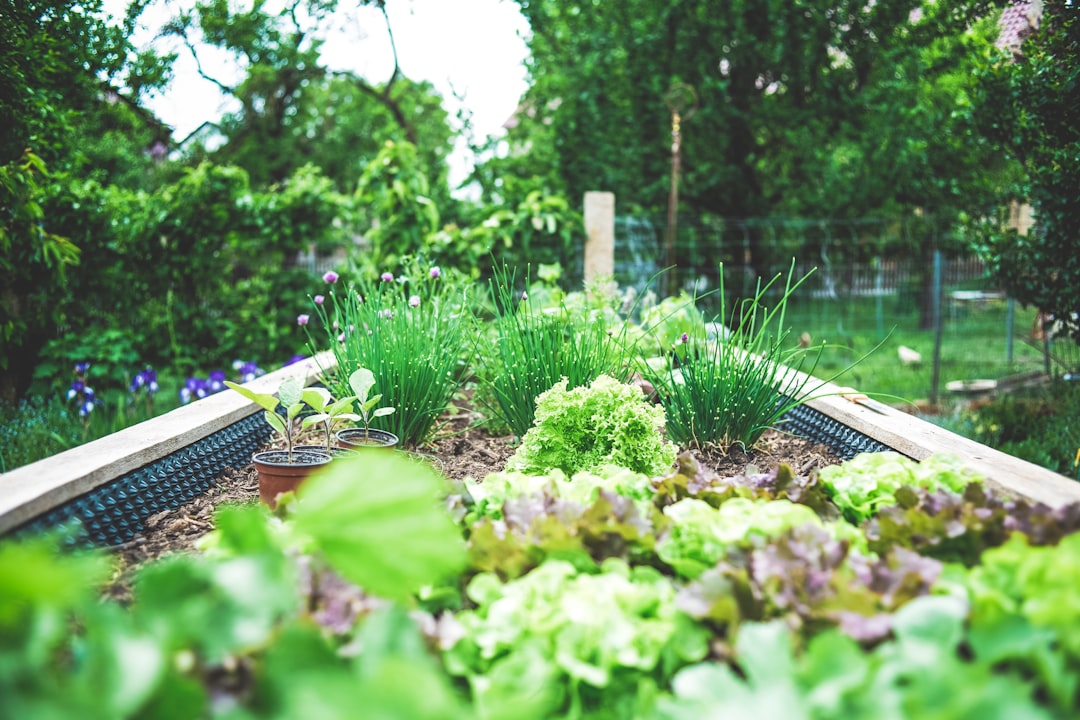 Why Humuforte Fertilizers Help Your Flowers and Vegetables Thrive