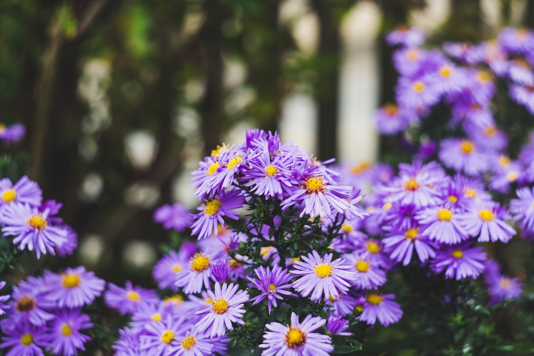How to Sow and Grow Asters: The Complete Guide from Seed to Flower