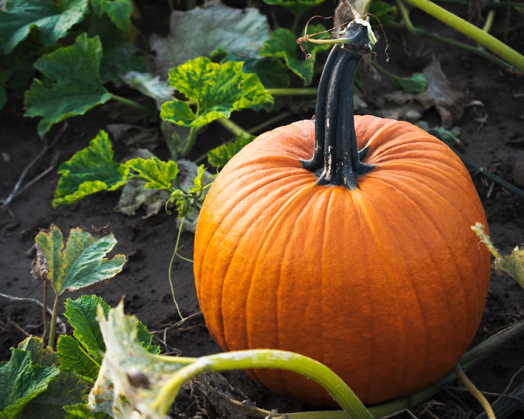 How to Grow, Harvest, and Protect Pumpkins and Gourds in 2026