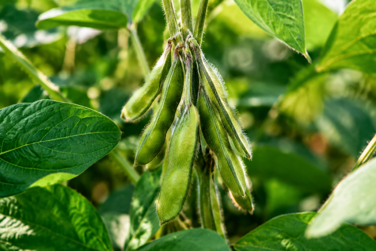 Soybean