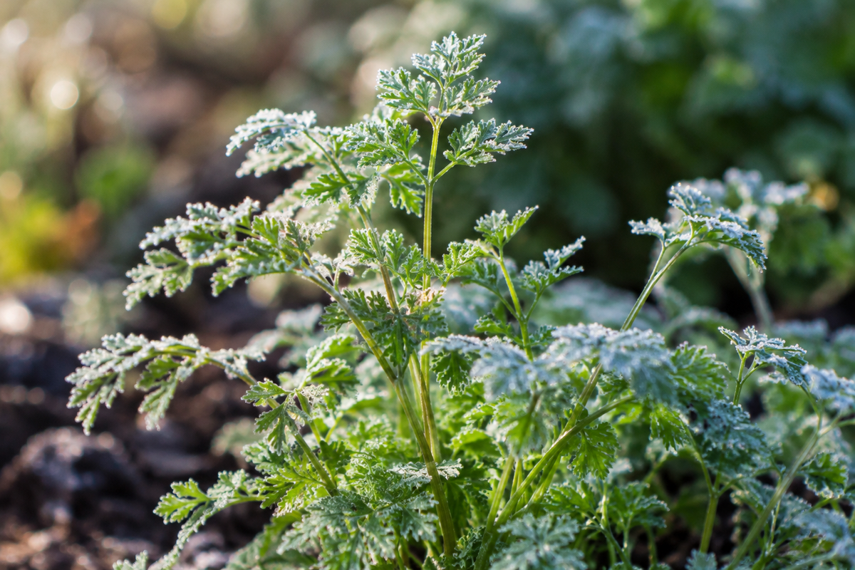 Winter Chervil