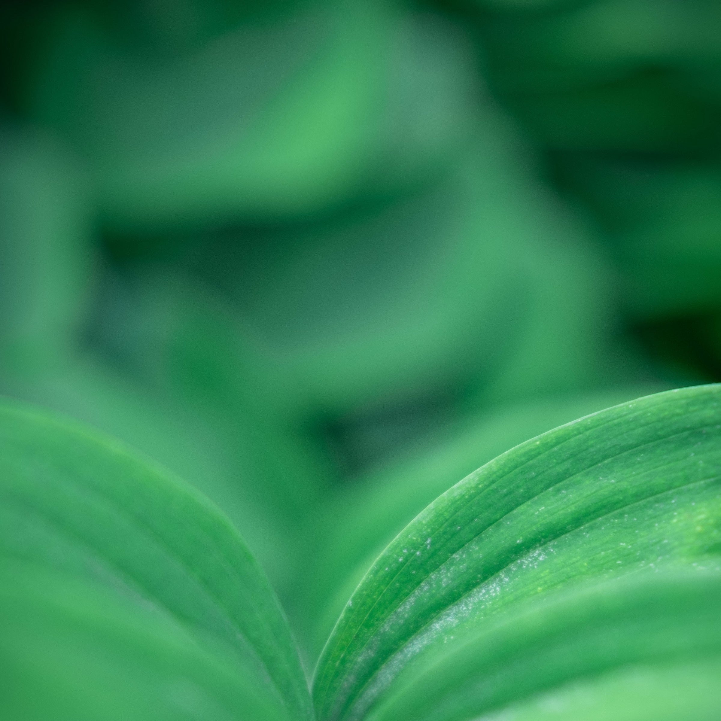 003. Plants & Perennials