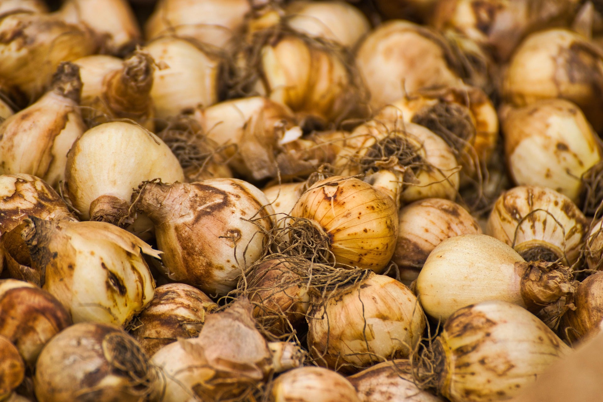 002. Bulbs & Seasonal Roots