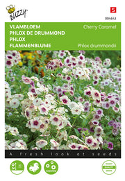 Phlox - Cherry Caramel - 0.4 g