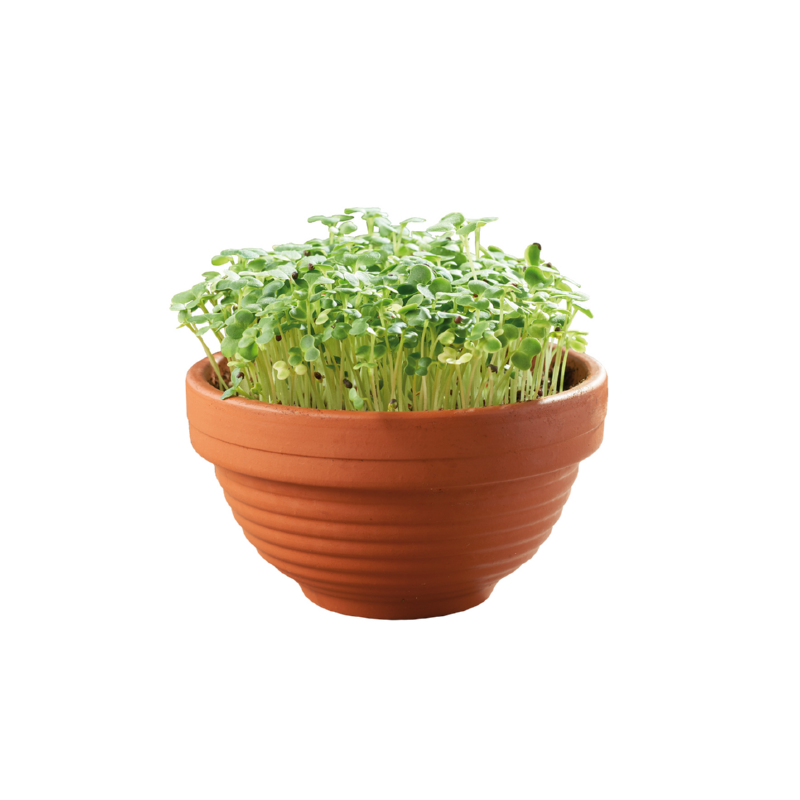 Sow & Grow kit - Mikro vrt - Japansko zelje Tatsoi