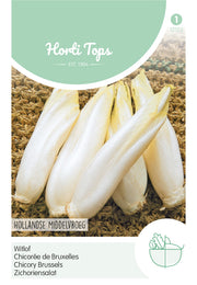 Chicory Brussels - Hollandse Middelvroeg - 3 g