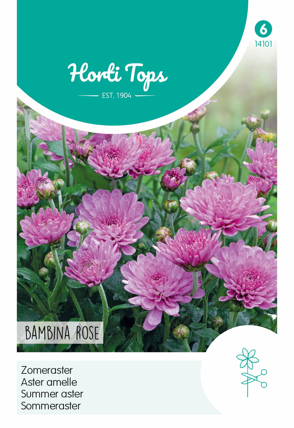 Ljetna Astra - Bambina Rose - 20 Sjemenki