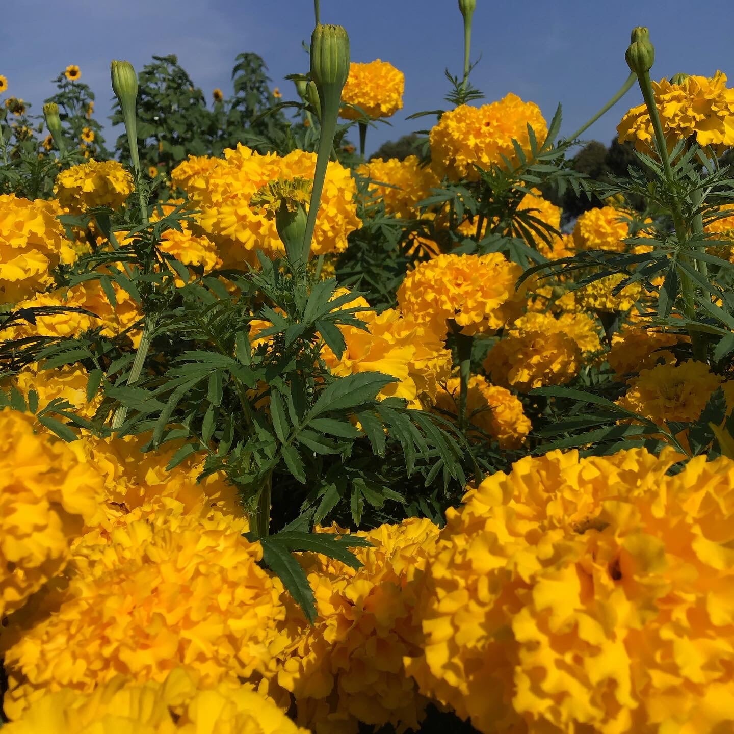 African Marigold - Yellow Supreme - 1 g