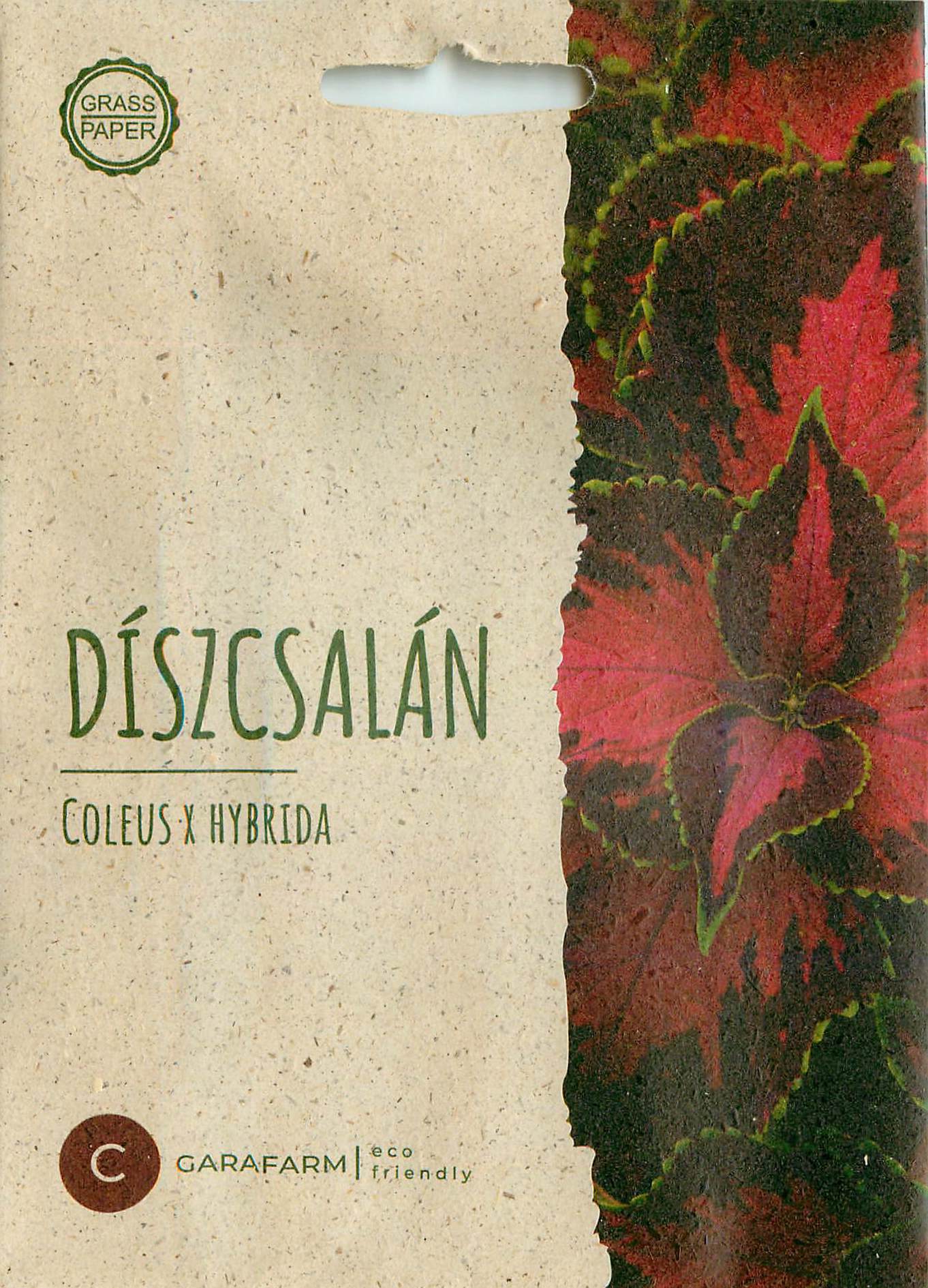 Coleus - Chocolate Covered Cherry - 6 Sjemenki