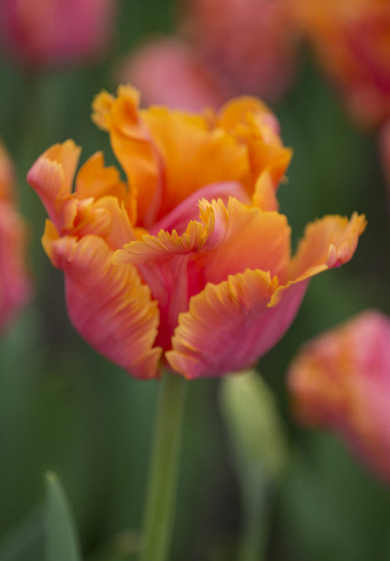 Tulipan Papiga - Nevjerojatna Papiga - 12/+