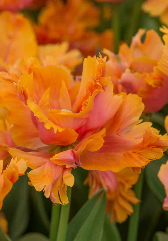 Tulipan Papiga - Nevjerojatna Papiga - 12/+