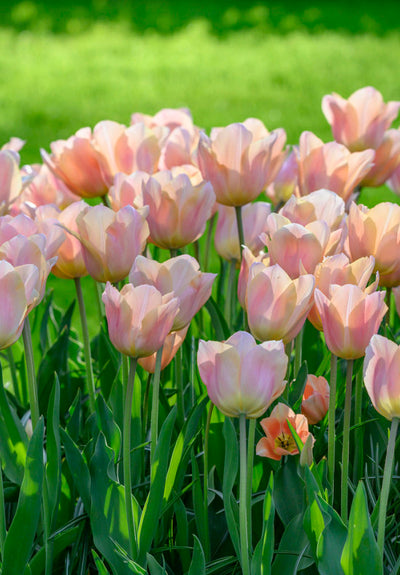 Tulip Single Early - Apricot Beauty - 12/+