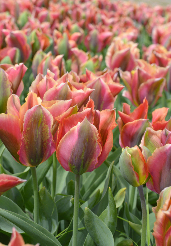 Tulipan Viridiflora - Umjetnik - 12/+