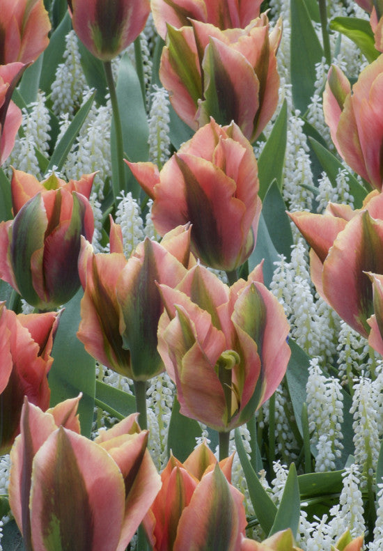 Tulipan Viridiflora - Umjetnik - 12/+