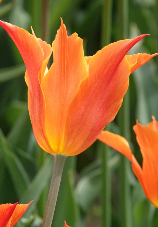 Tulip Lilyflowering - Ballerina- 12/+