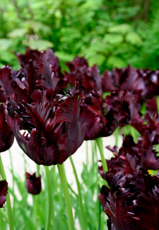 Tulipan Papiga - Crna Papiga - 12/+