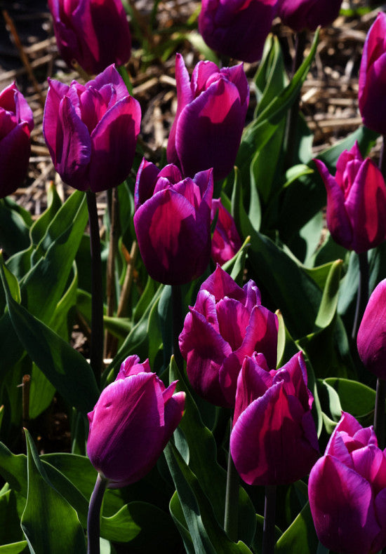 Tulipan Triumph - Plava Ljepota - 12/+