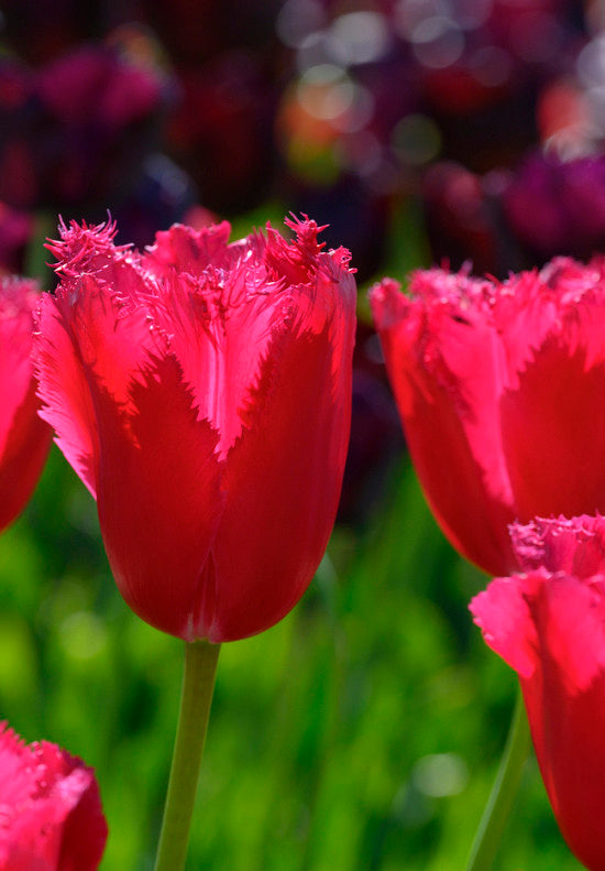 Tulip Fringed - Burgundy Lace - 12/+