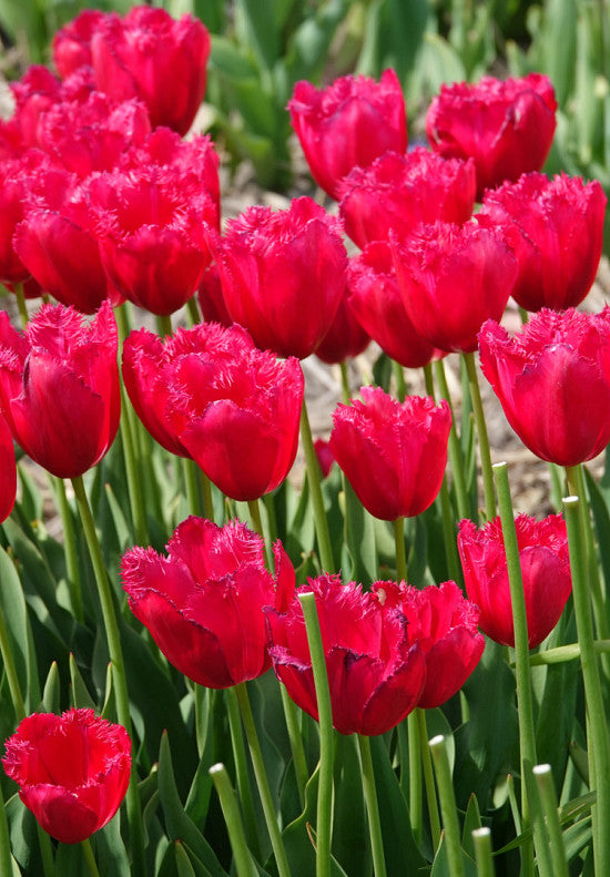 Tulipan Fringed - Burgundska čipka - 12/+