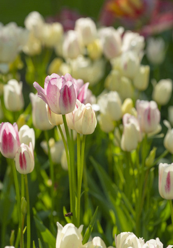 Tulip Multiflowering - Candy Club - 12/+