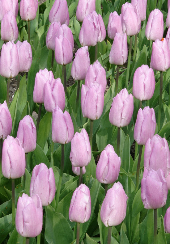 Field of pink tulips with green leaves