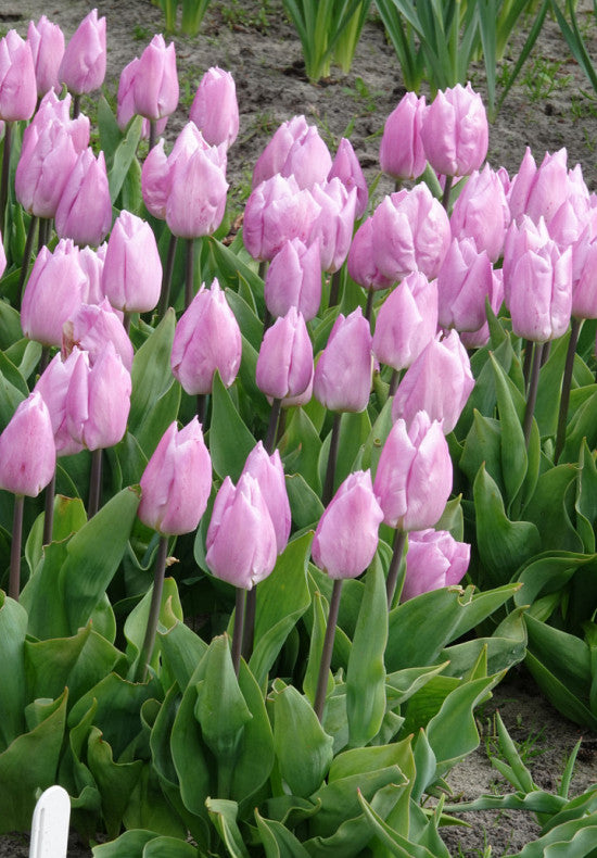 Pink tulips in a garden setting with green leaves.