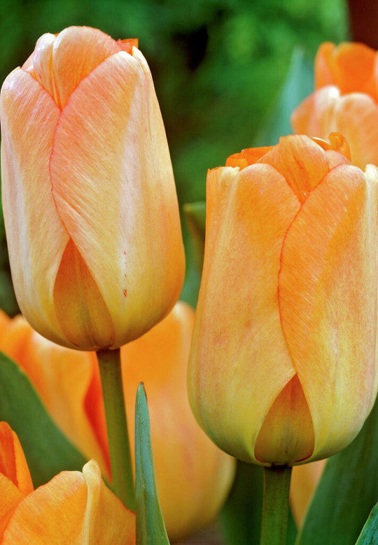 Tulipan Darwin hibrid - Daydream - 12/+