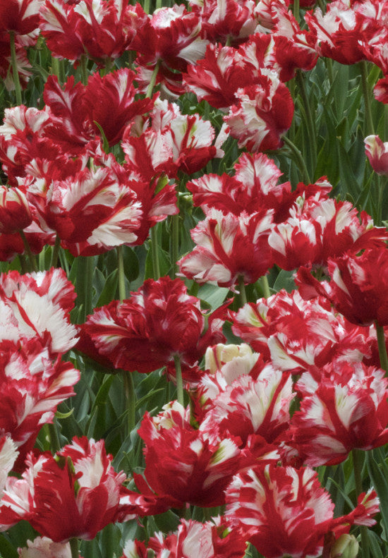 Tulipan Papiga - Estella Rijnveld - 12/+