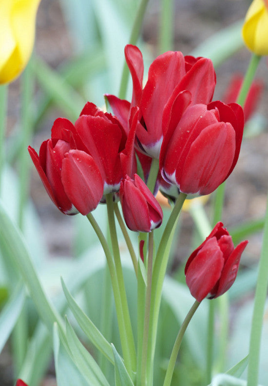 Tulipan Višecvjetni - Ognjena Klub - 12/+