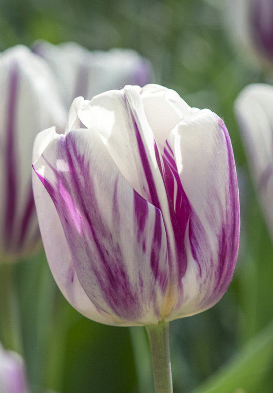 Tulipan Triumph - Plameni Zastava - 12/+